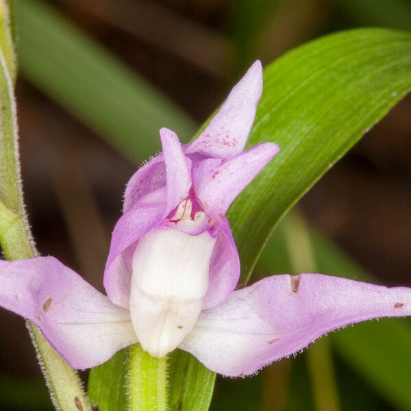 Cephalanthera rubra ফুল