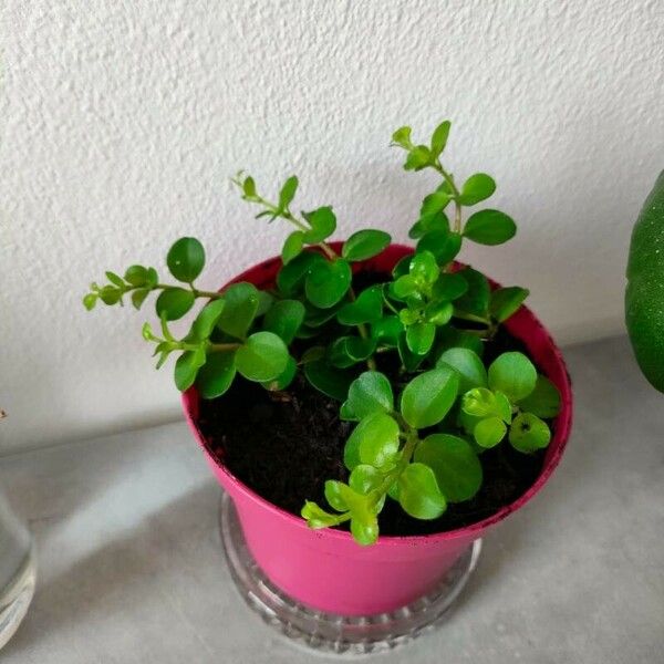 Peperomia rotundifolia Leaf