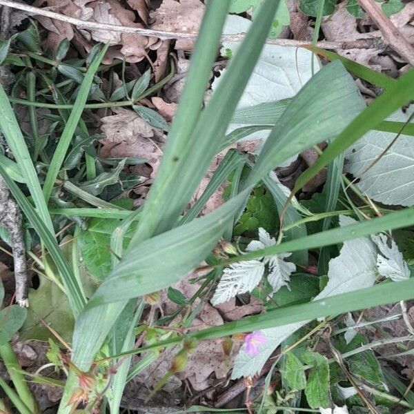 Gladiolus italicus Blad