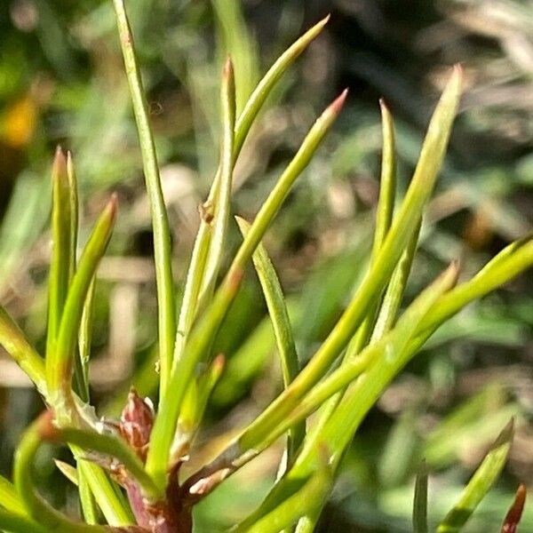 Pinus brutia Blad