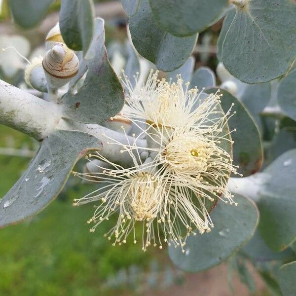 Eucalyptus gunnii Flors