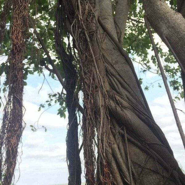 Ficus thonningii Облик