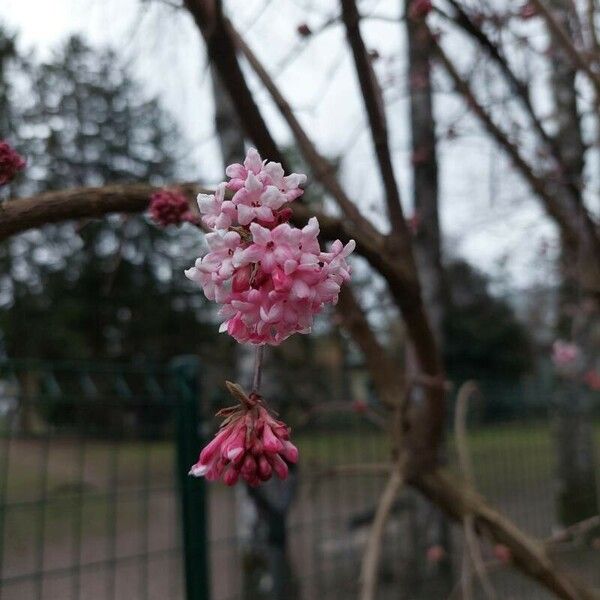 Viburnum × bodnantense Blüte