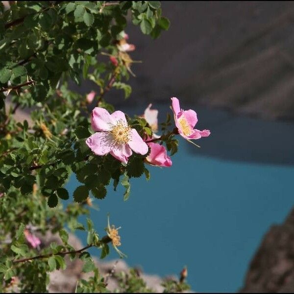 Rosa webbiana Λουλούδι