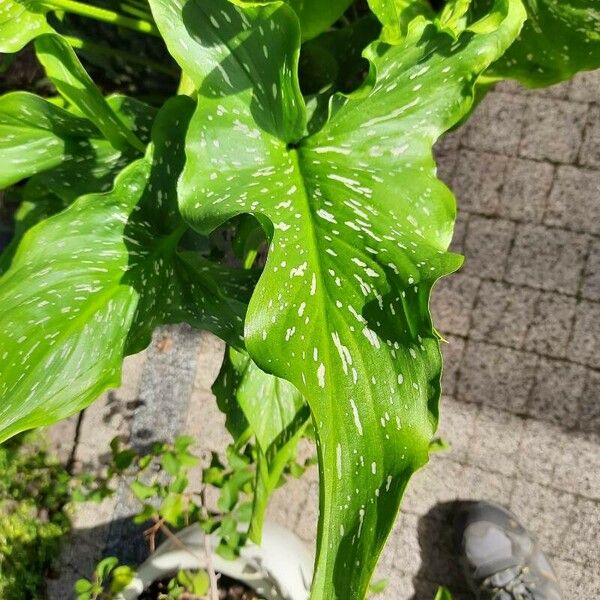 Zantedeschia albomaculata Лист