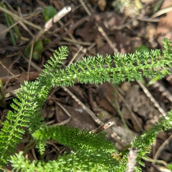 Achillea odorata 葉