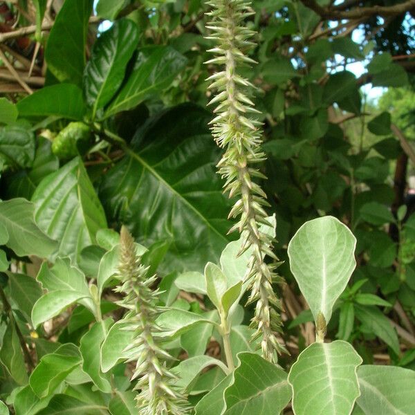 Achyranthes splendens Flor