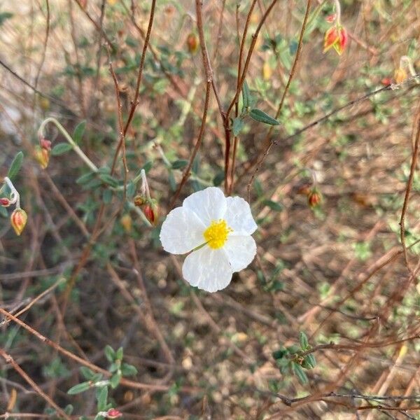 Helianthemum almeriense Цветок