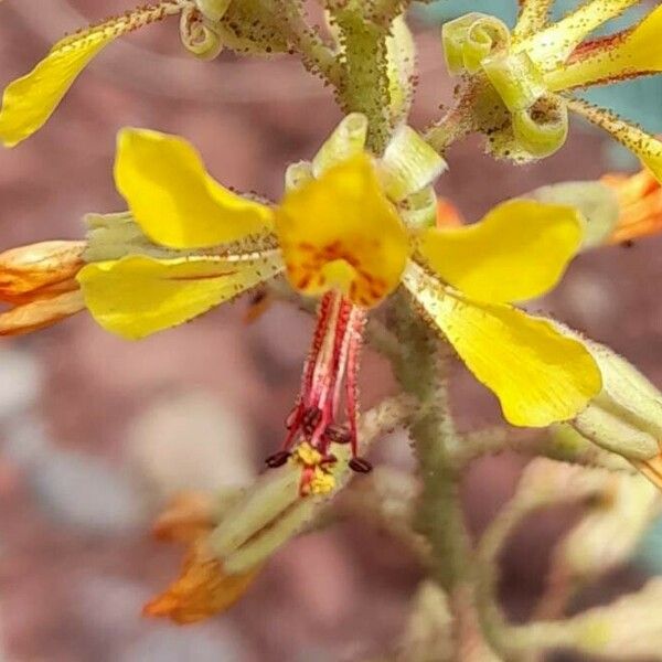 Hoffmannseggia glauca फूल