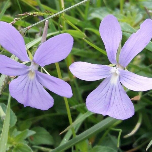 Viola cornuta Fleur