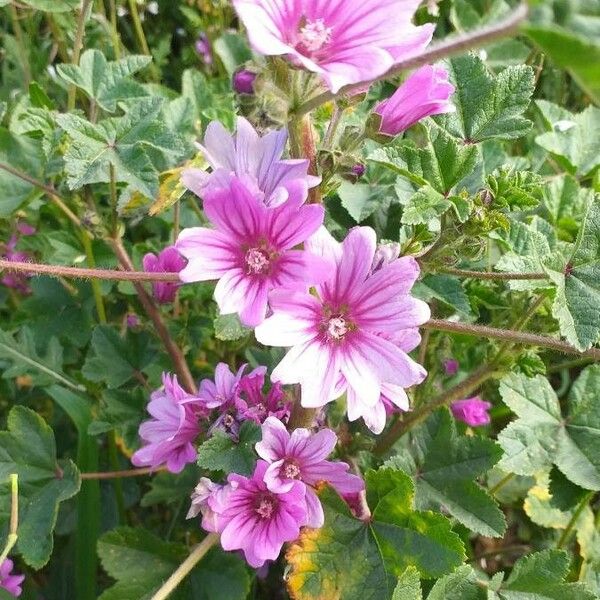 Malva sylvestris Blüte