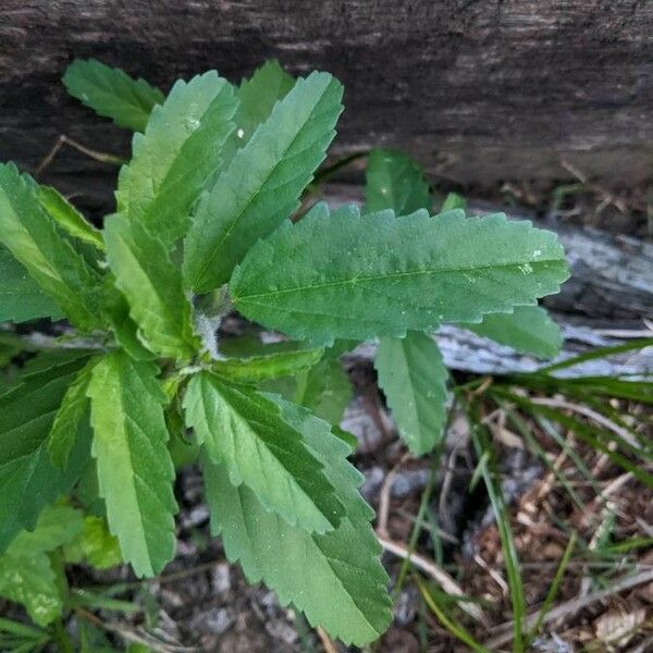 Croton glandulosus List