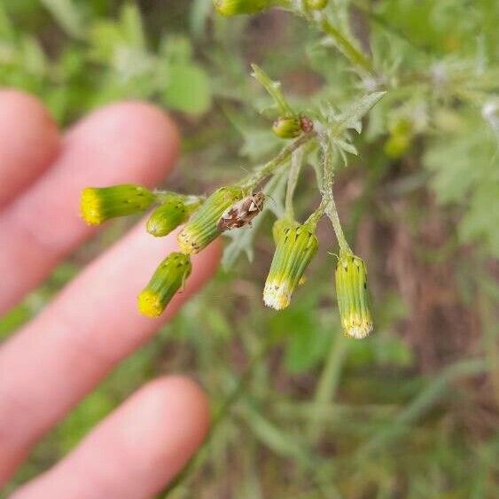 Senecio sylvaticus Fiore