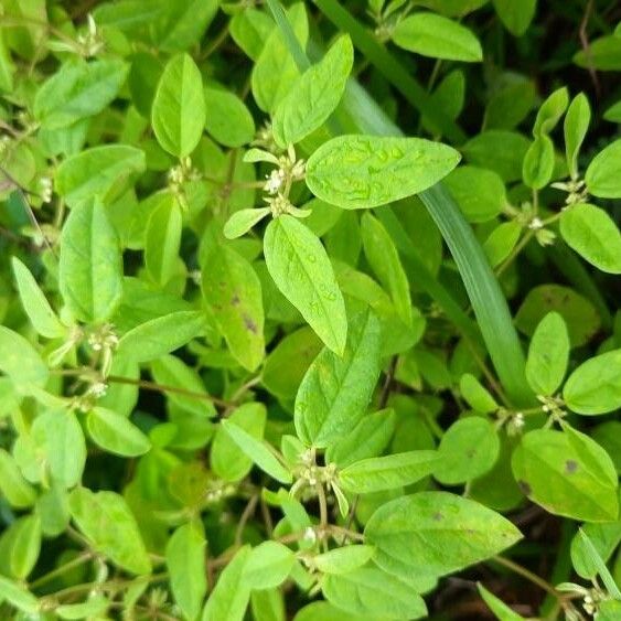 Croton monanthogynus Leaf