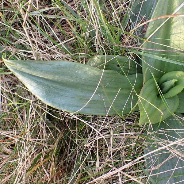 Himantoglossum hircinum Φύλλο