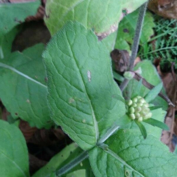 Knautia dipsacifolia Blad