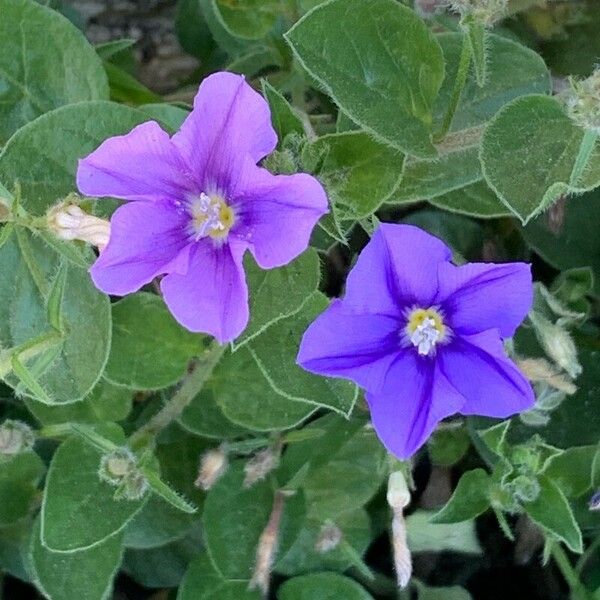 Convolvulus sabatius Floare