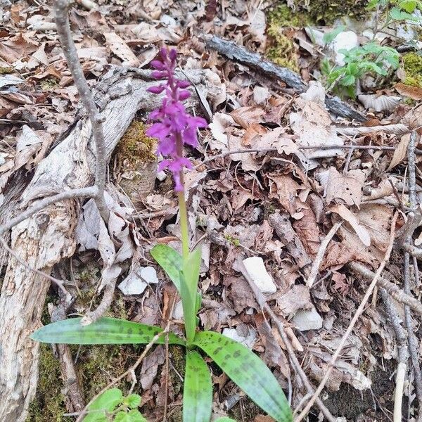 Orchis olbiensis Alkat (teljes növény)