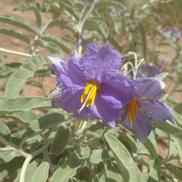 Solanum elaeagnifolium Flor