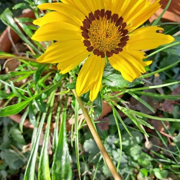 Gazania linearis Blüte