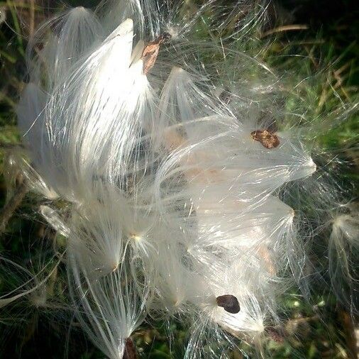 Asclepias curassavica Ffrwyth