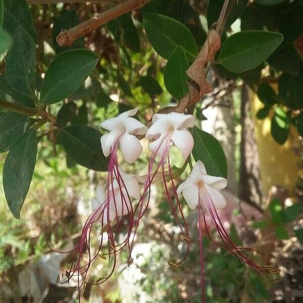 Volkameria inermis Flower