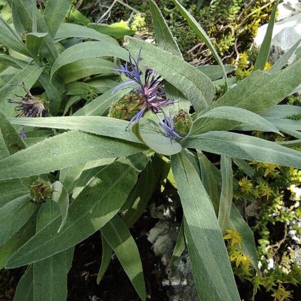 Centaurea triumfettii Hábito