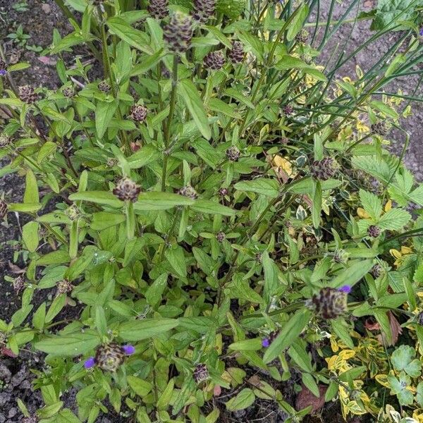 Prunella vulgaris Habit