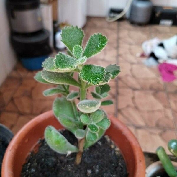 Cotyledon tomentosa Leaf