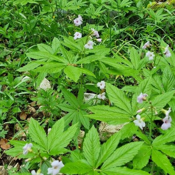 Cardamine heptaphylla 叶