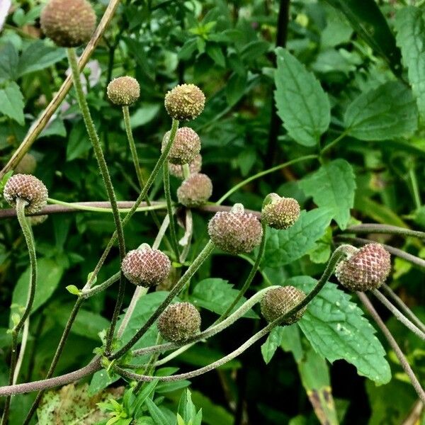 Eriocapitella hupehensis Fruit