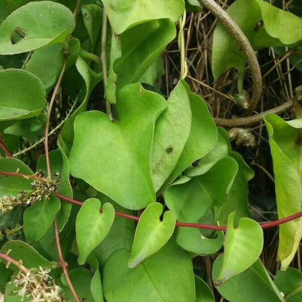 Anredera cordifolia Folla