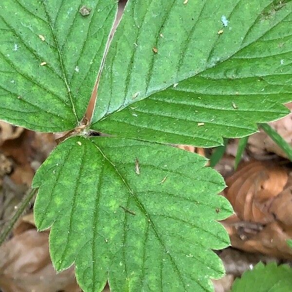 Fragaria moschata Лист