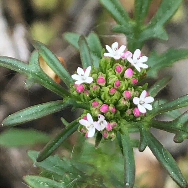 Valeriana calcitrapae Flower