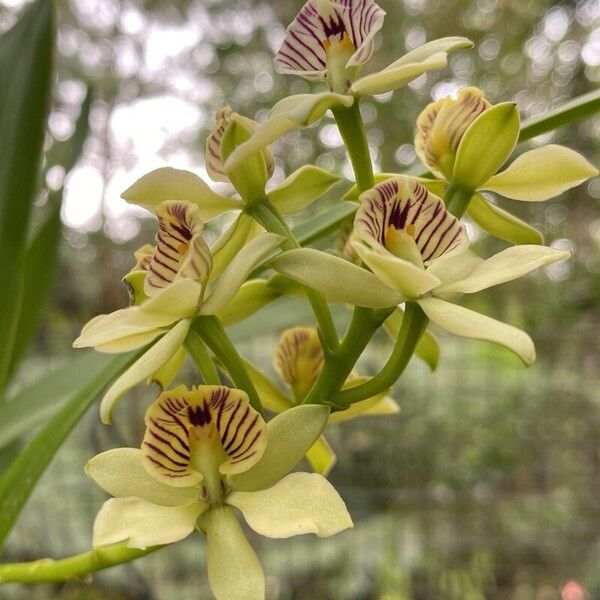 Prosthechea fragrans Blüte