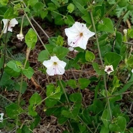 Acleisanthes obtusa Blomst