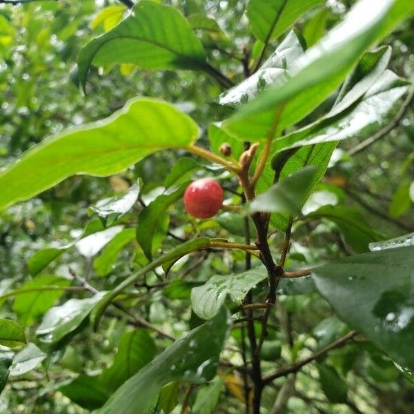 Frangula alnus Hedelmä