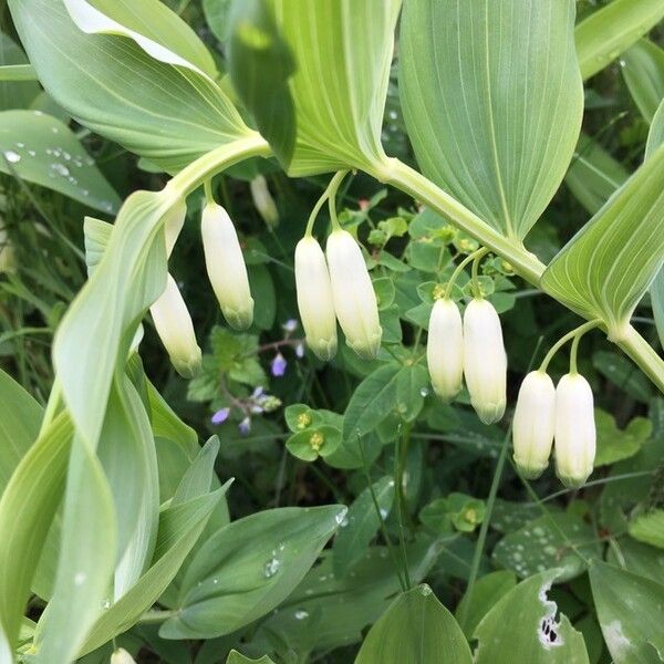 Polygonatum odoratum Кветка