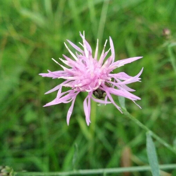 Centaurea stoebe Цвят