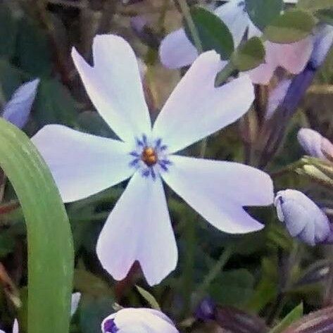 Phlox subulata Blüte