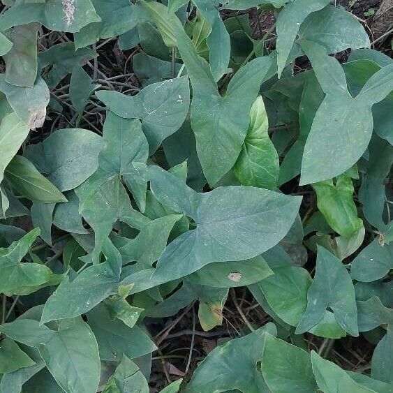 Syngonium podophyllum পাতা