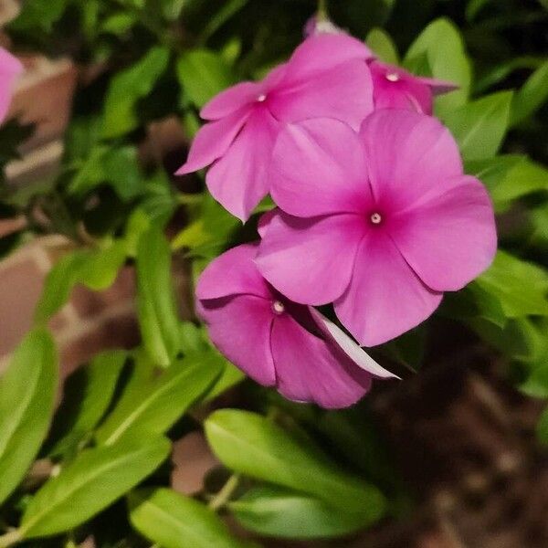 Phlox drummondii Λουλούδι