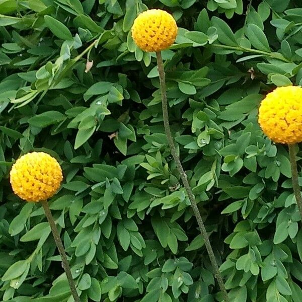 Polygala lutea Flor