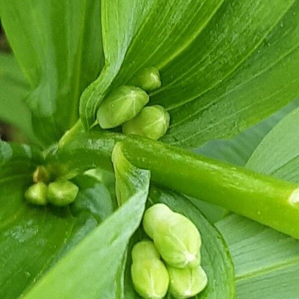 Polygonatum odoratum Кветка