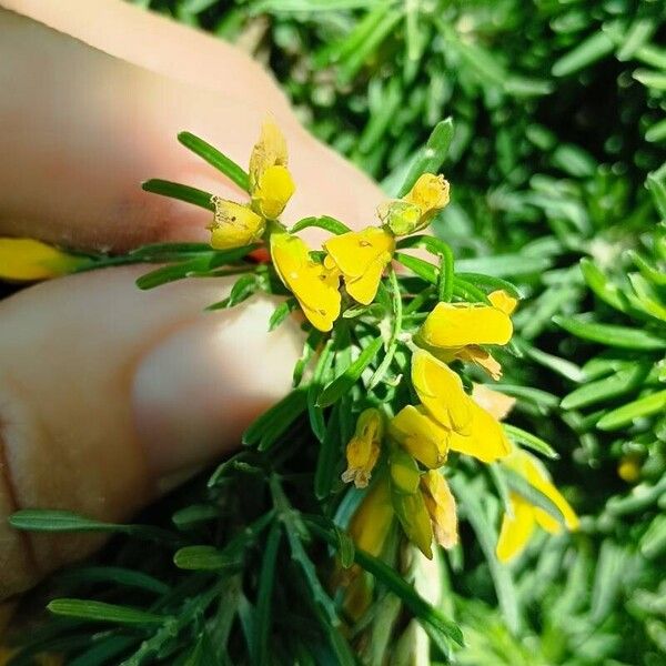 Genista linifolia 花