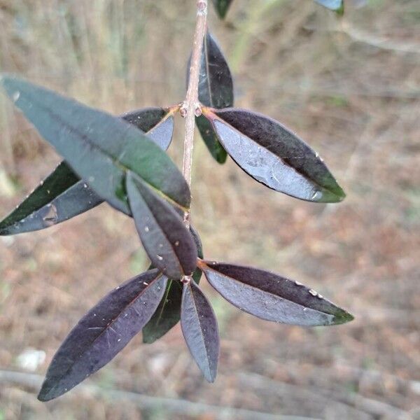 Ligustrum vulgare List