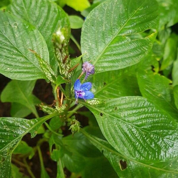 Eranthemum pulchellum Virág