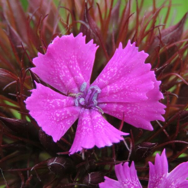 Dianthus barbatus 花