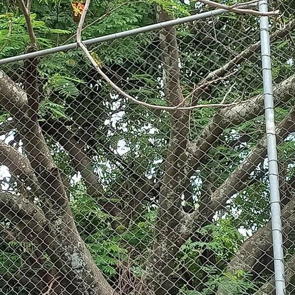 Delonix regia Azala