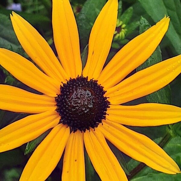 Rudbeckia fulgida Blüte